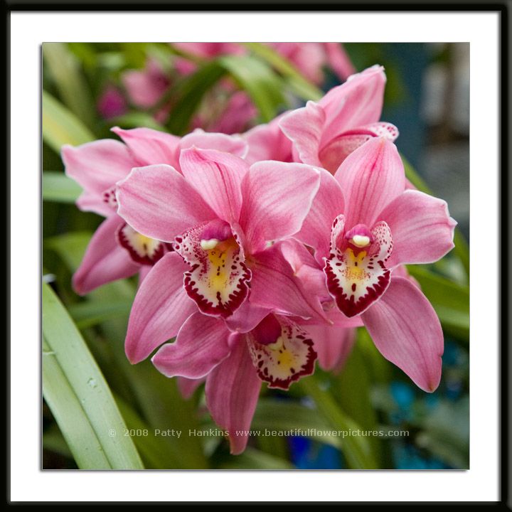 cymbidium Orchid